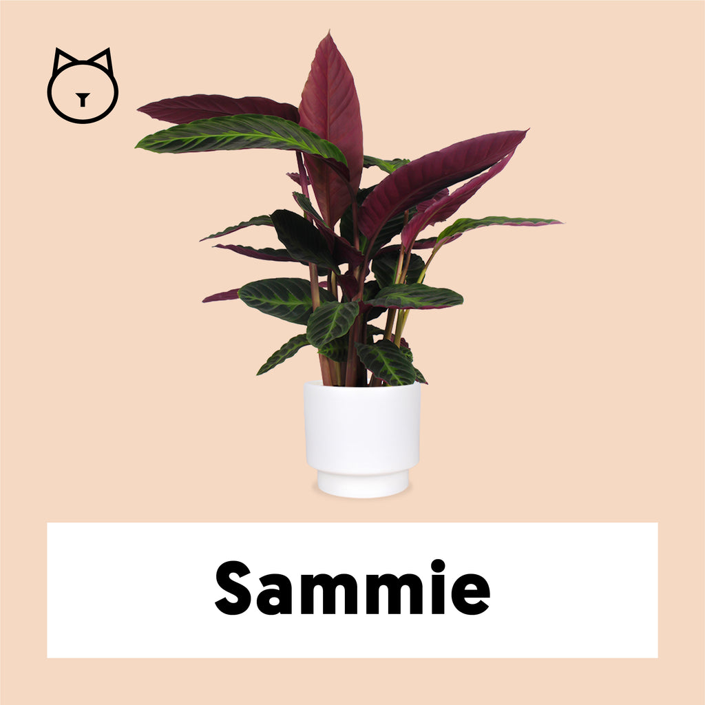 Calathea warscewiczii (Korbmarante) kaufen | Plantsome