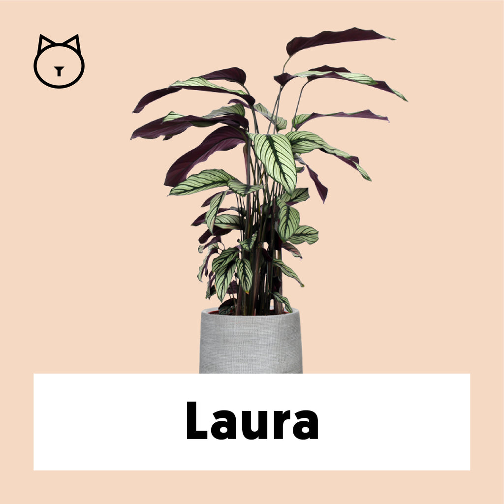 Calathea Whitestar kaufen? | Laura