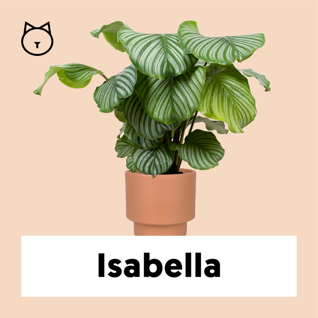 Calathea Orbifolia kaufen? Isabella Plantsome