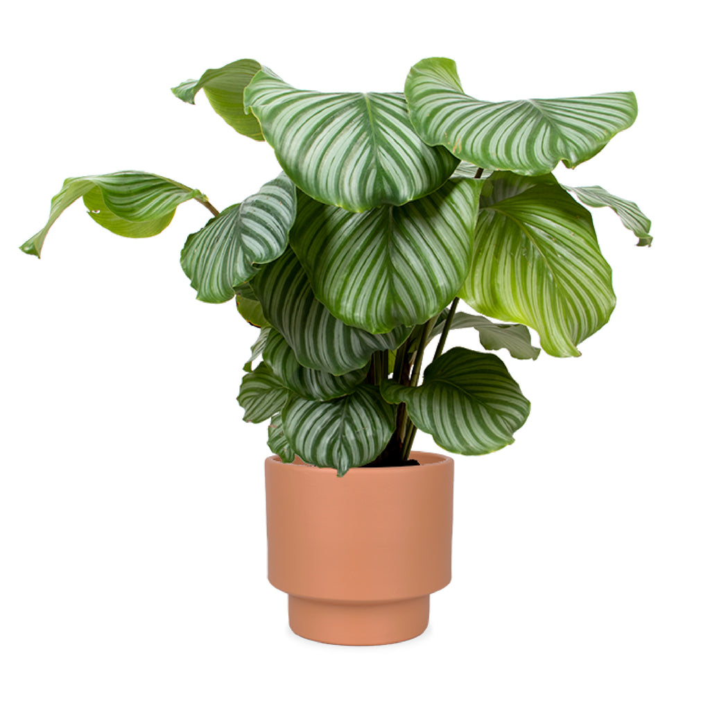 Calathea Orbifolia kaufen? | Isabella