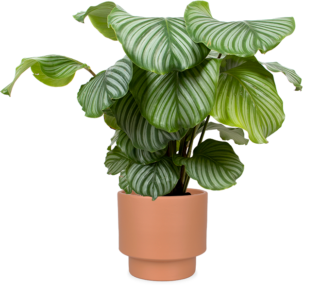 Calathea Orbifolia kaufen? Isabella Plantsome