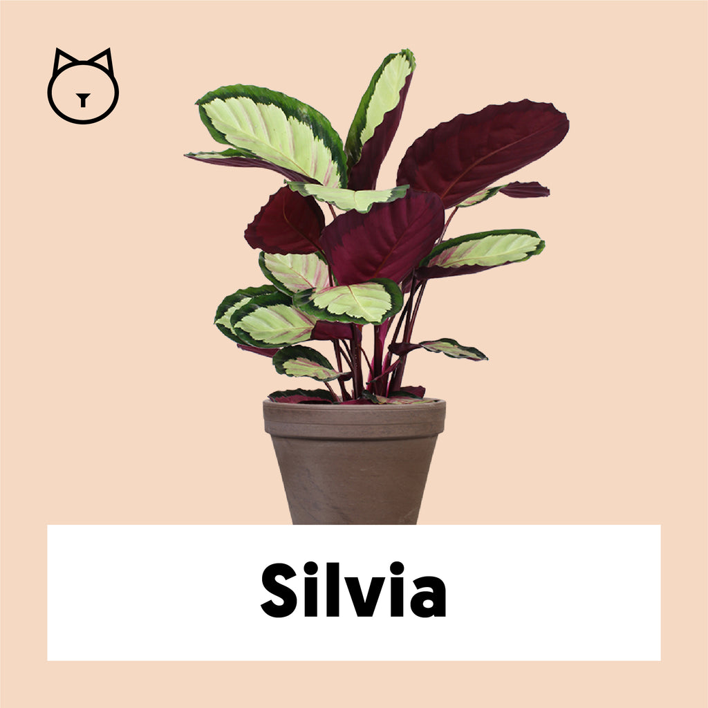 Calathea Roseopicta Silvia (Korbmarante) kaufen? | Silvia