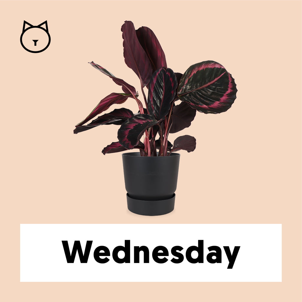 Calathea Surprisestar (Korbmarante) kaufen