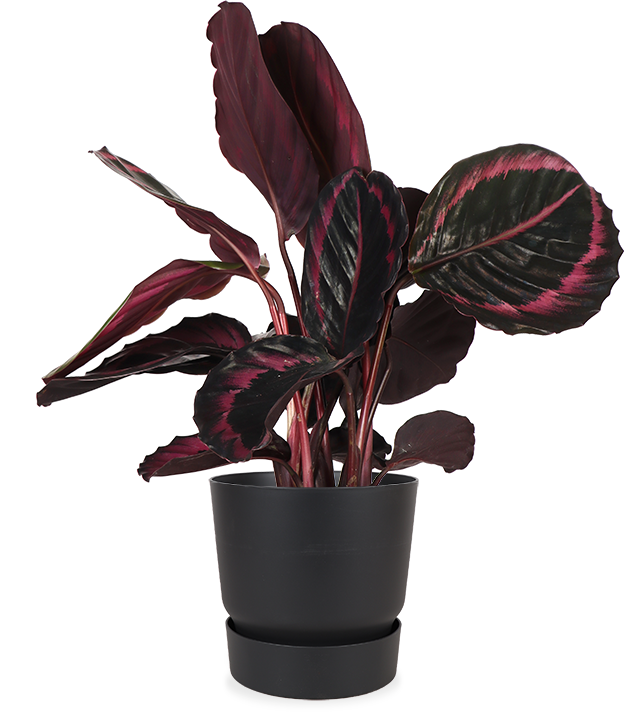 Calathea Surprisestar (Korbmarante) kaufen