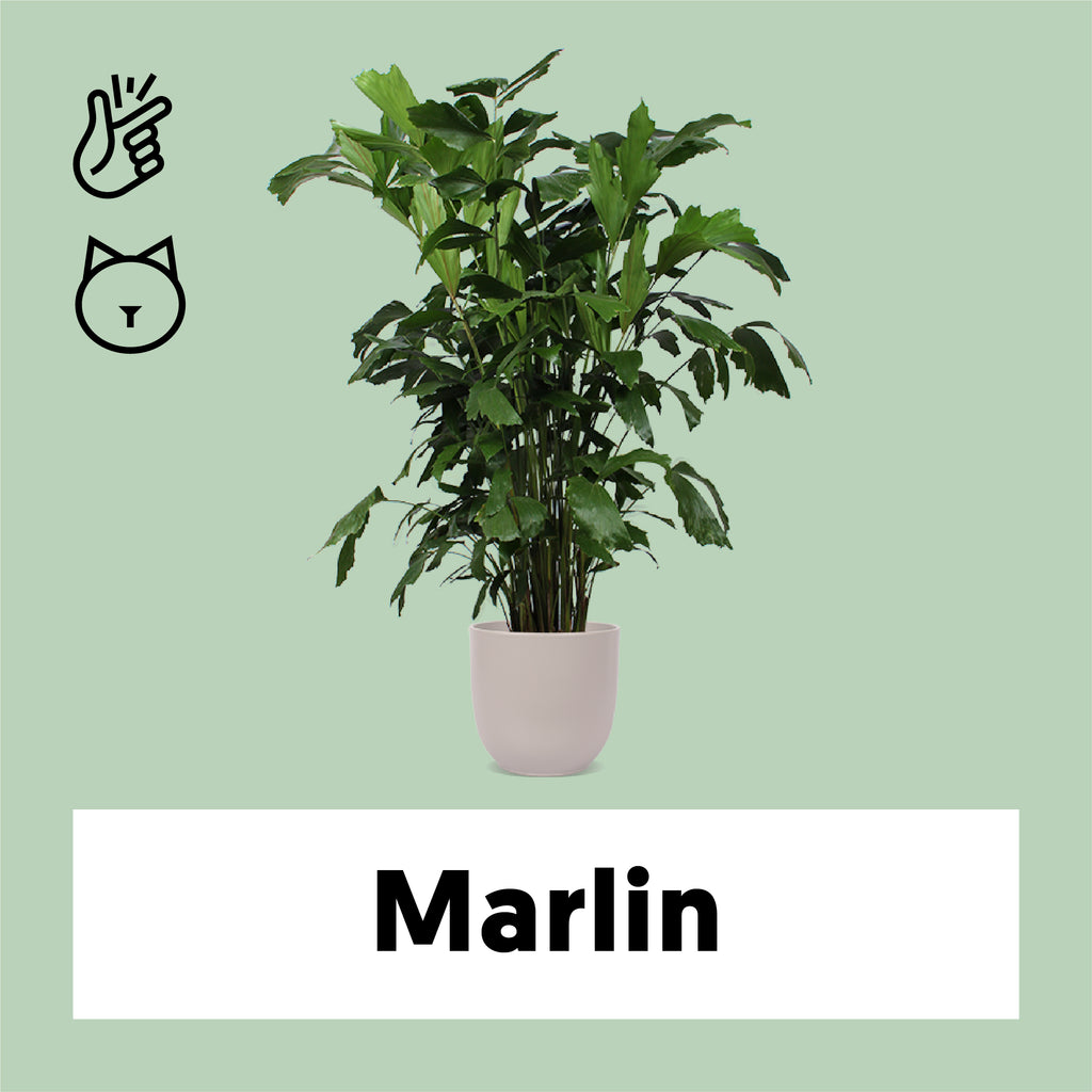 Caryota mitis (Fischschwanzpalme) (XL) – Plantsome
