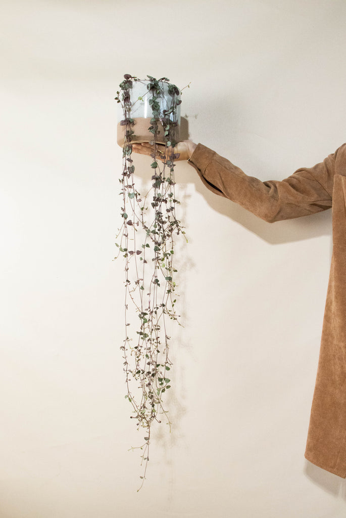 Ceropegia woodii (Leuchterblume) kaufen? Woody Plantsome