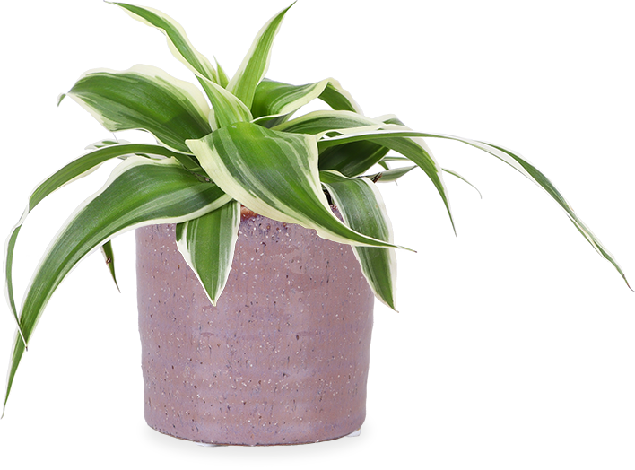 Chlorophytum (Grnlilie) kaufen? | Bertie | Plantsome