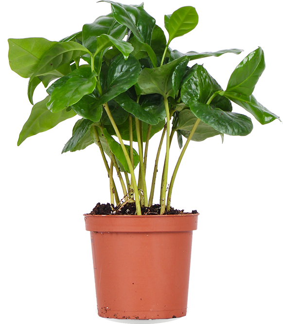 Coffea arabica (Kaffeepflanze) (XS) kaufen