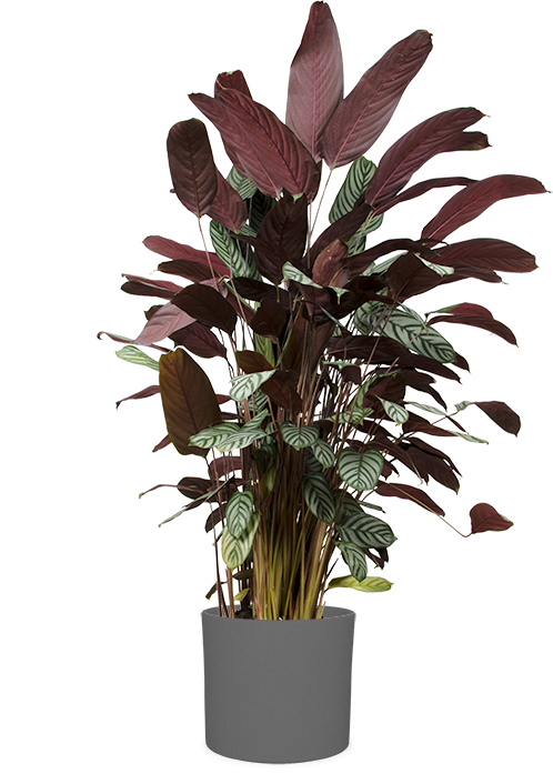 dracaena fragrans tornado Tornado Dracaena – Plant Detectives main image 1