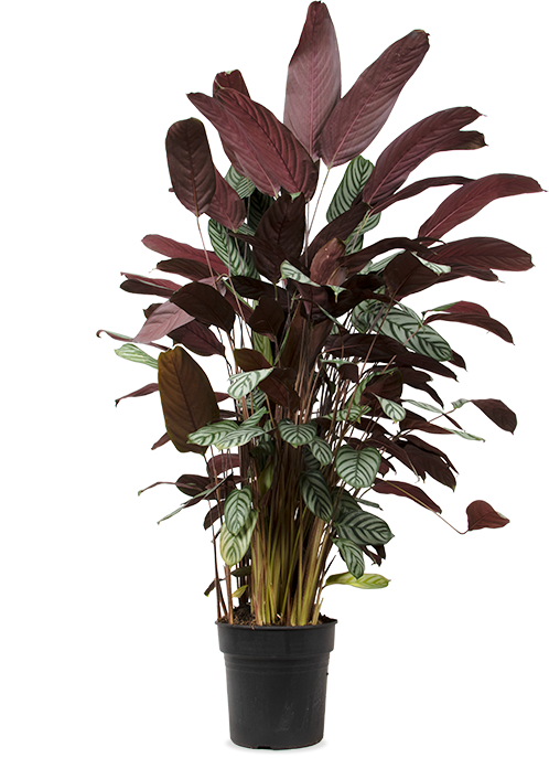 Ctenanthe oppenheimiana (XL)