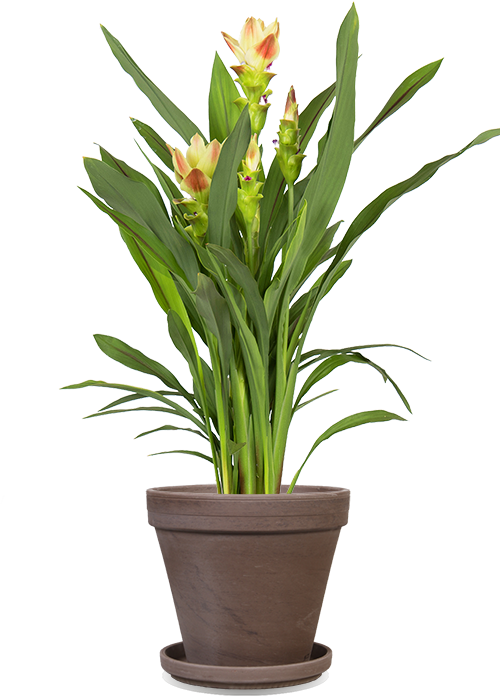 topf pflege curcuma pflanze als zimmerpflanze pflege Kurkuma Siam Solar (Siamesische Tulpe) kaufen? | Sam