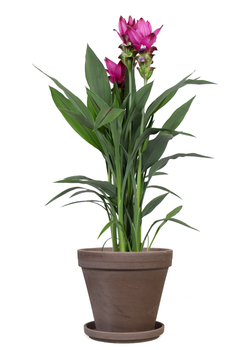 Kurkuma Siam Splash (Siamesische Tulpe) kaufen? | Sepp