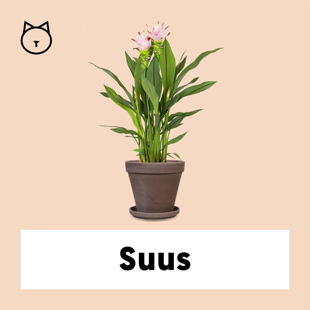 Kurkuma Siam Sweet (Siamesische Tulpe) kaufen? | Suus