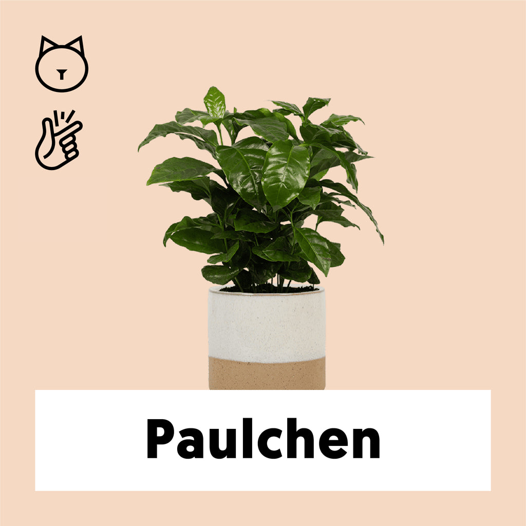 Coffea arabica (Kaffeepflanze) kaufen