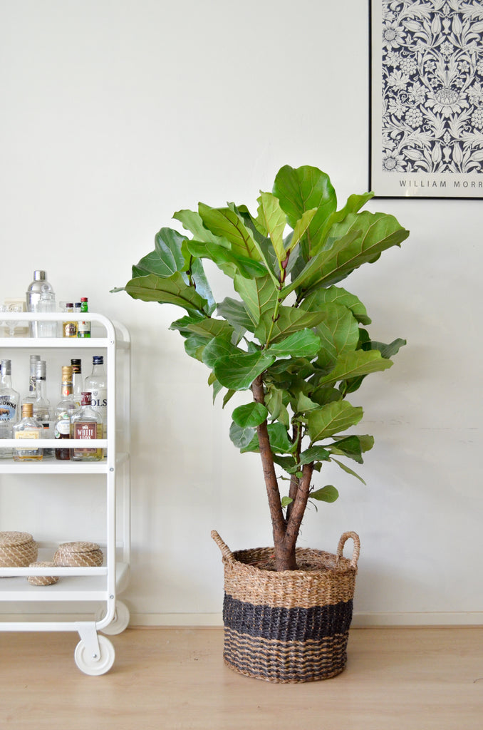 Ficus lyrata verzweigt (Geigenfeige) kaufen