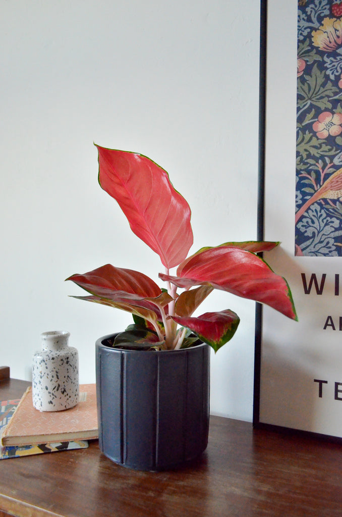 Aglaonema Red Star (Kolbenfaden) kaufen? Anna Plantsome