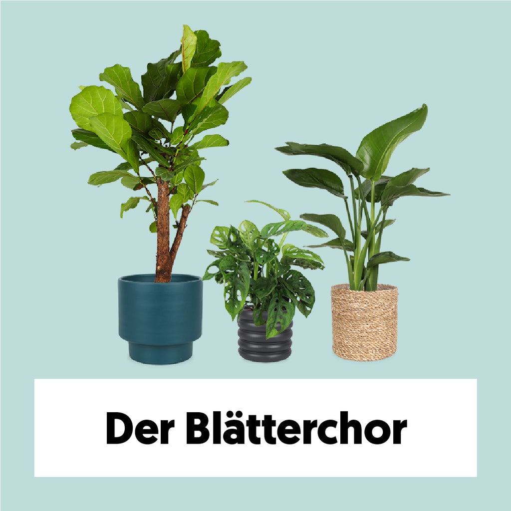 Pflanzenset “Der Blätterchor” kaufen