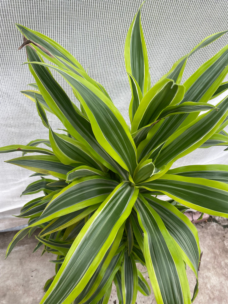 Dracaena lemon lime (Drachenbaum) kaufen