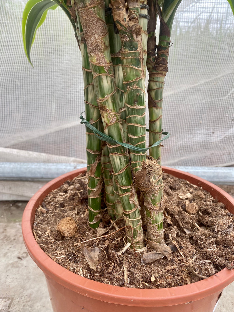 Dracaena lemon lime (Drachenbaum) kaufen