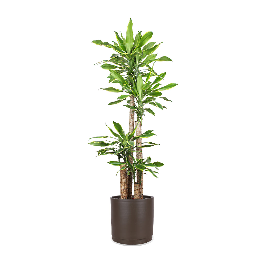 dracaena golden coast pflege Dracaena golden coast (Drachenbaum) (XL) kaufen? | Lenny