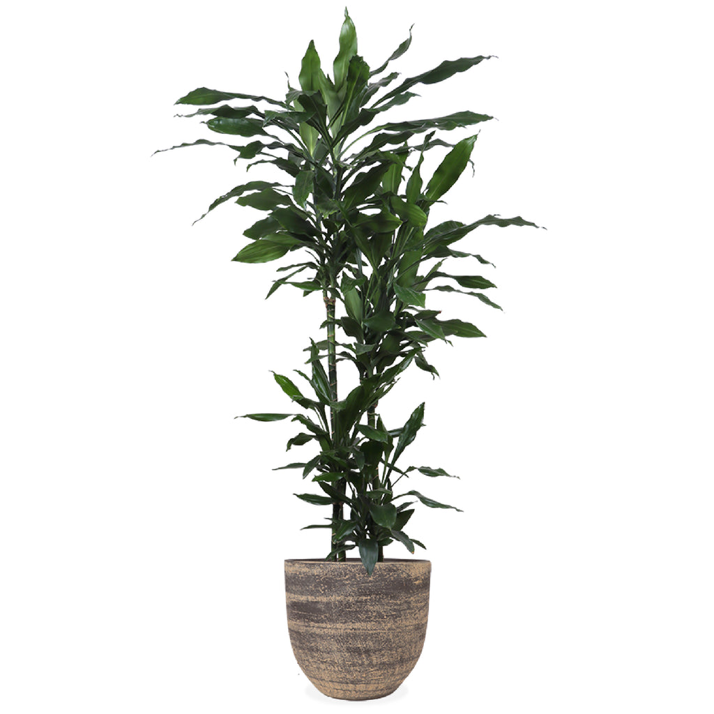 Dracaena janet lind (Drachenbaum) kaufen