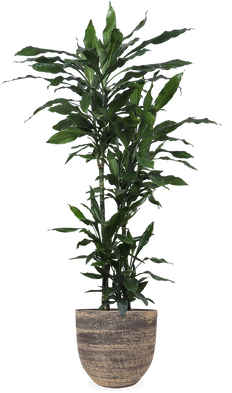 Dracaena janet lind (Drachenbaum) (XL)