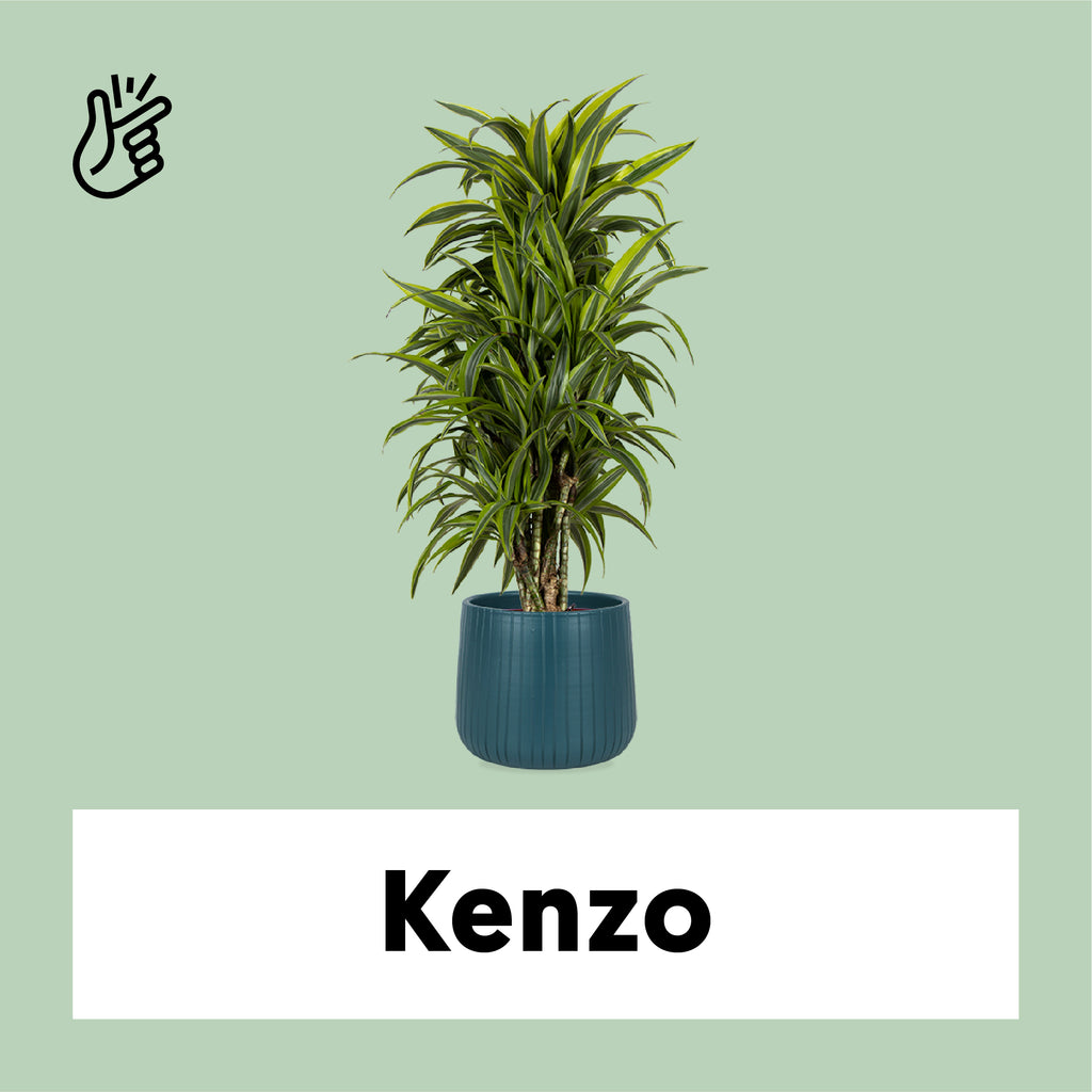 Dracaena lemon lime (Drachenbaum) kaufen