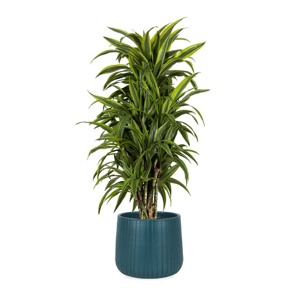 Dracaena lemon lime (Drachenbaum) kaufen