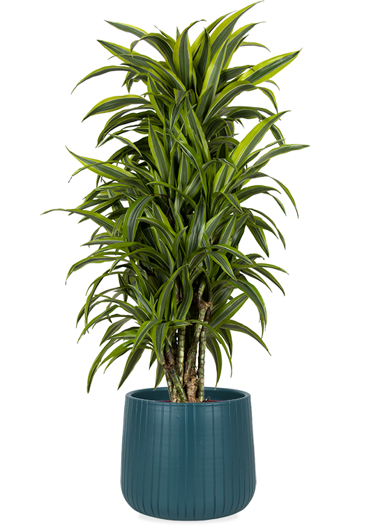 Dracaena lemon lime (Drachenbaum) kaufen