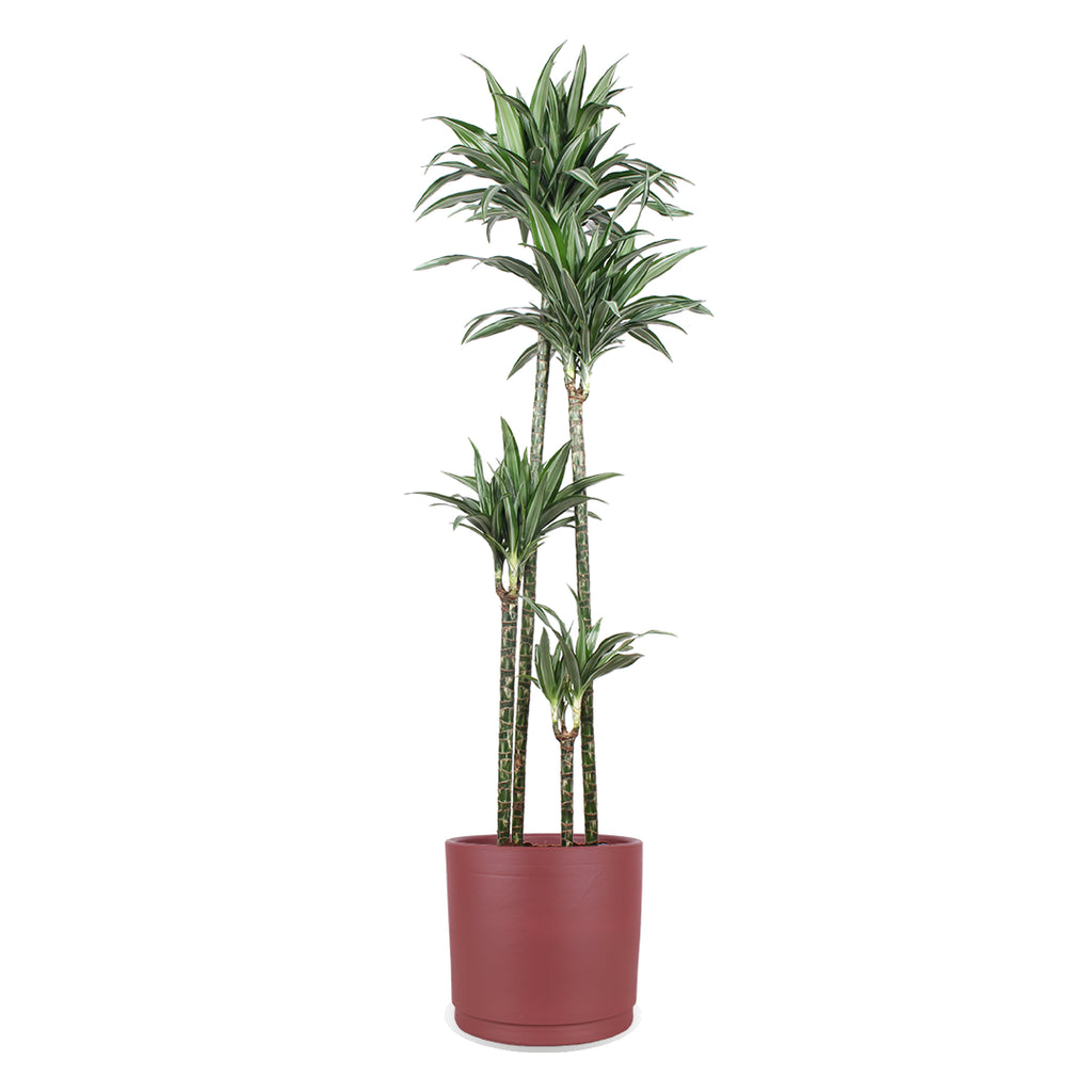 dracaena ulises Dracaena ulises (Drachenbaum) (XL) kaufen? | Nala