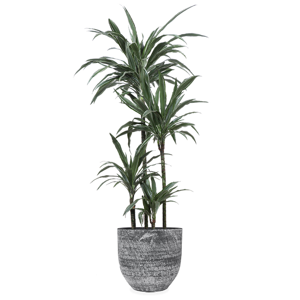 Dracaena Warneckei (Drachenbaum) kaufen? | Enzi