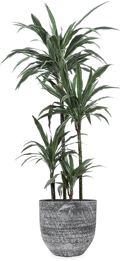 Dracaena Warneckei (Drachenbaum) kaufen? | Enzi