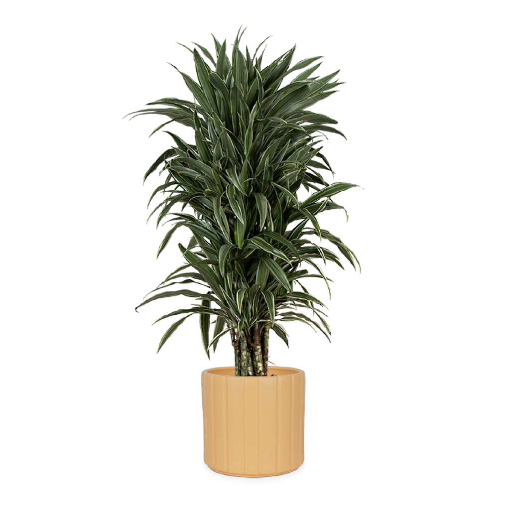 Dracaena warneckei (Drachenbaum) kaufen