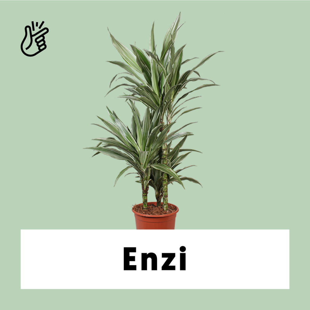 Dracaena Warneckei (Drachenbaum) kaufen? | Enzi