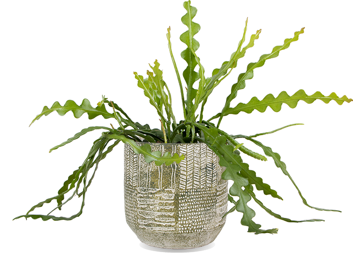 Ephiphyllum anguliger (Sägeblattkaktus)