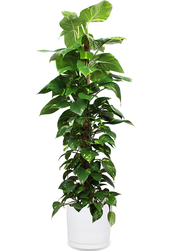 Epipremnum Aureum (Efeutute) (XL) kaufen? | Jaap