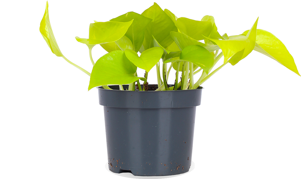 Epipremnum pinnatum "golden pothos" (Efeutute) (S) (20cm)