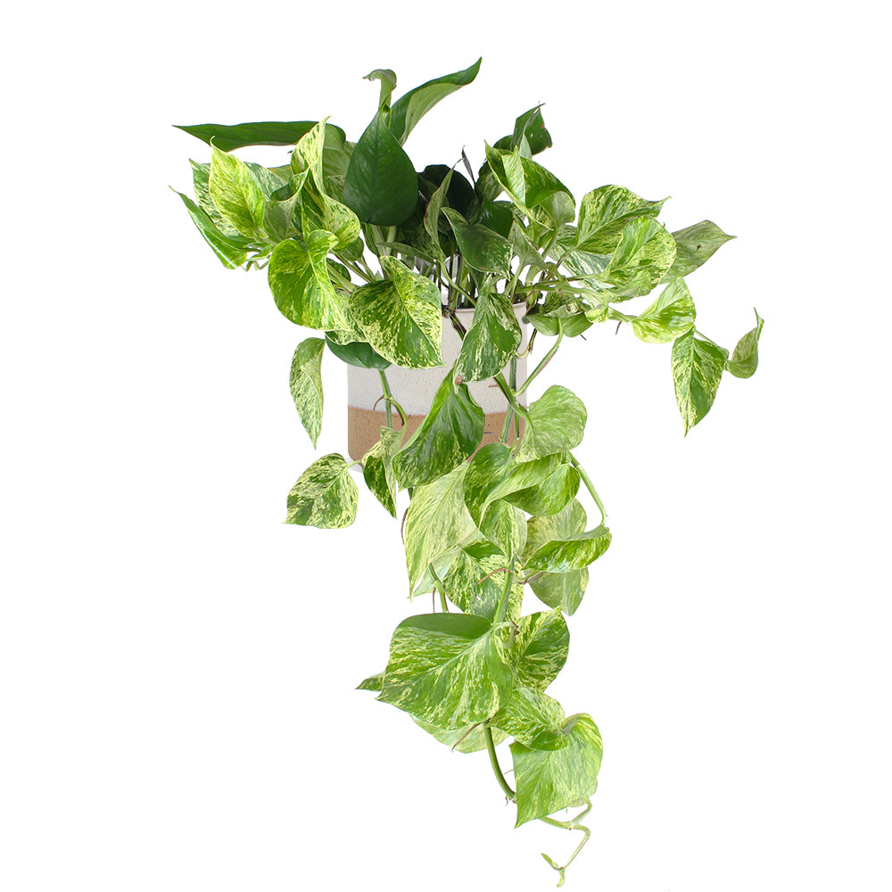 Epipremnum Pinnatum 'Marble Queen' (Efeutute) | Mila