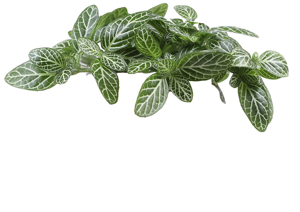 Fittonia Samen - Mosaikpflanze Für Garten & Balkon