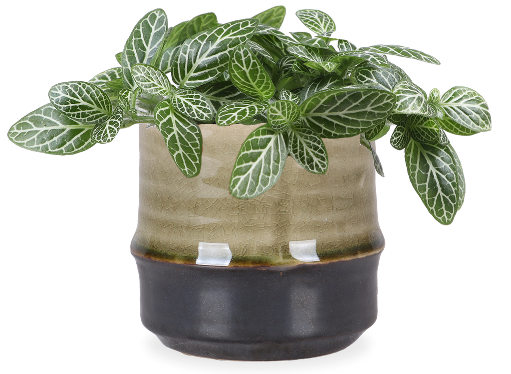 Fittonia verschaffeltii (Mosaikpflanze)(XS)