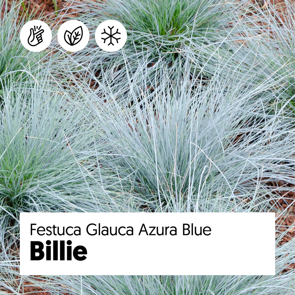 Festuca Glauca Azura Blau | Plantsome Bill kaufen | (Blauschwingel-Gras)