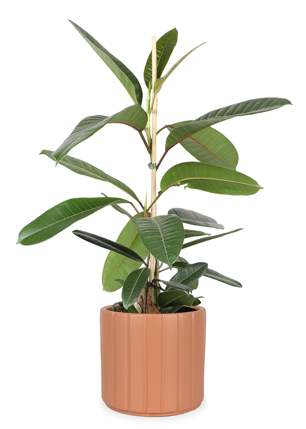 gummibaum wohnung Ficus Trésor (Gummibaum) kaufen? | Walter