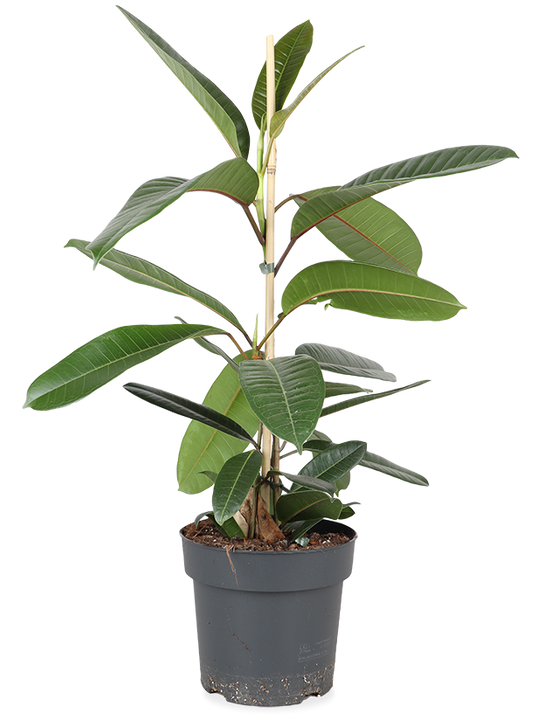 Ficus trésor (Gummibaum) (M)