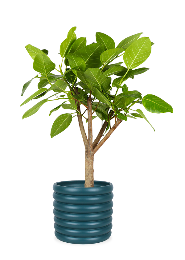 Ficus Benghalensis Altissima (L) kaufen? | Aïsha