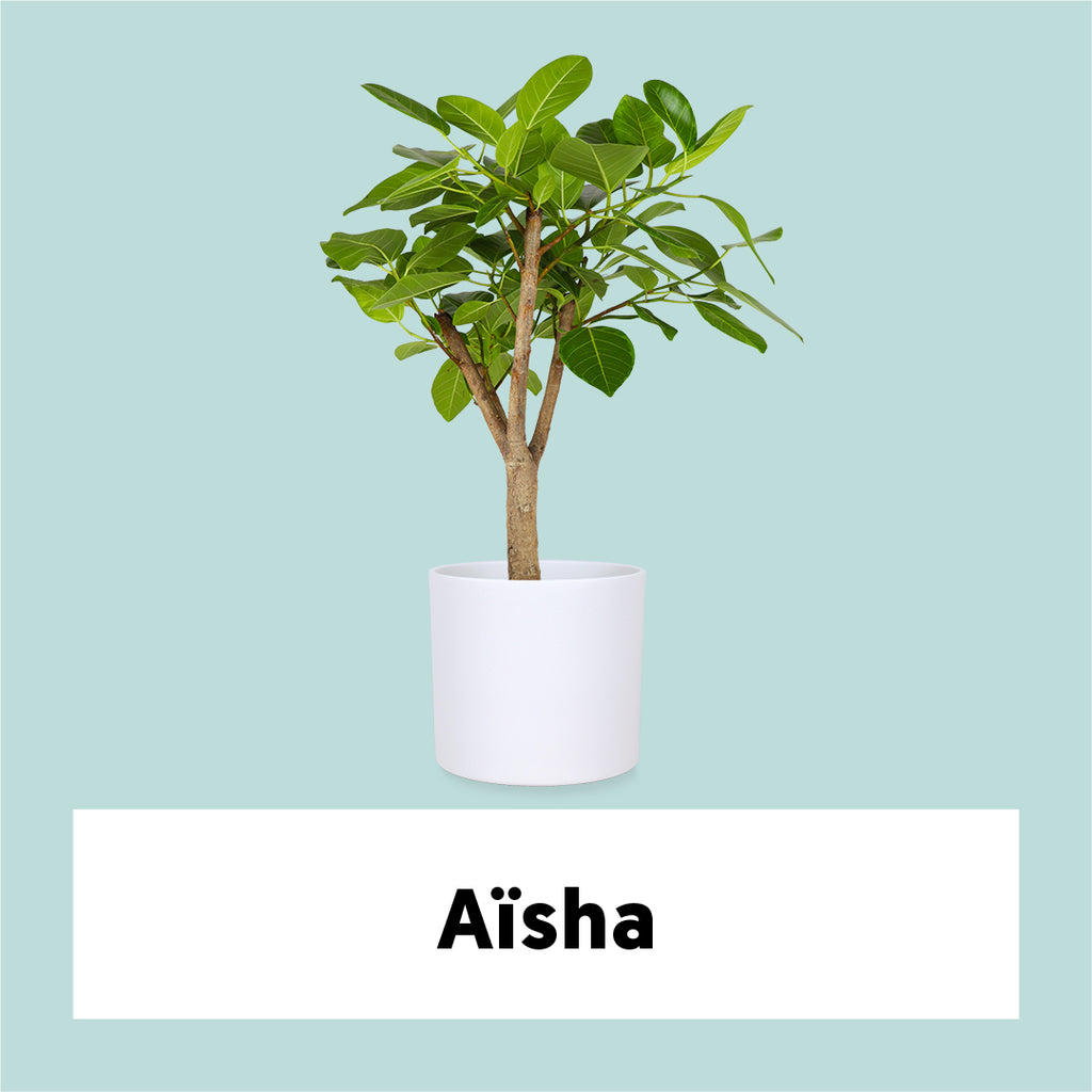 Ficus Benghalensis Altissima (XL) kaufen? | Aïsha