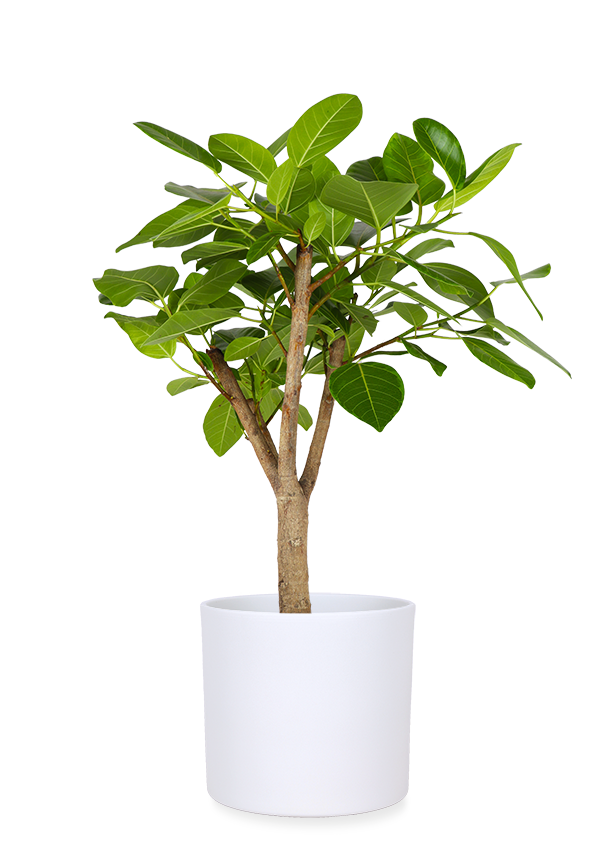 Ficus Benghalensis Altissima (XL) kaufen? | Aïsha