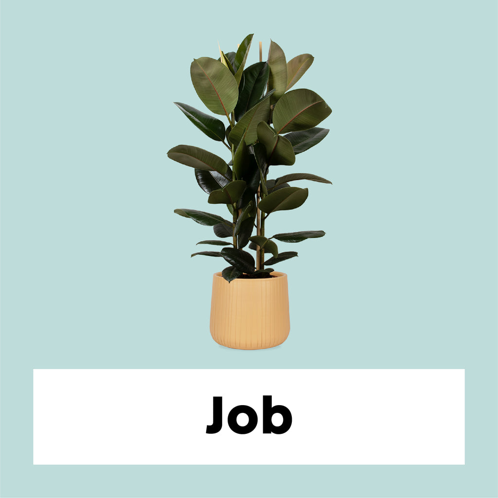 Ficus elastica (Gummibaum) (L) kaufen
