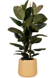 Ficus elastica (Gummibaum) (L)
