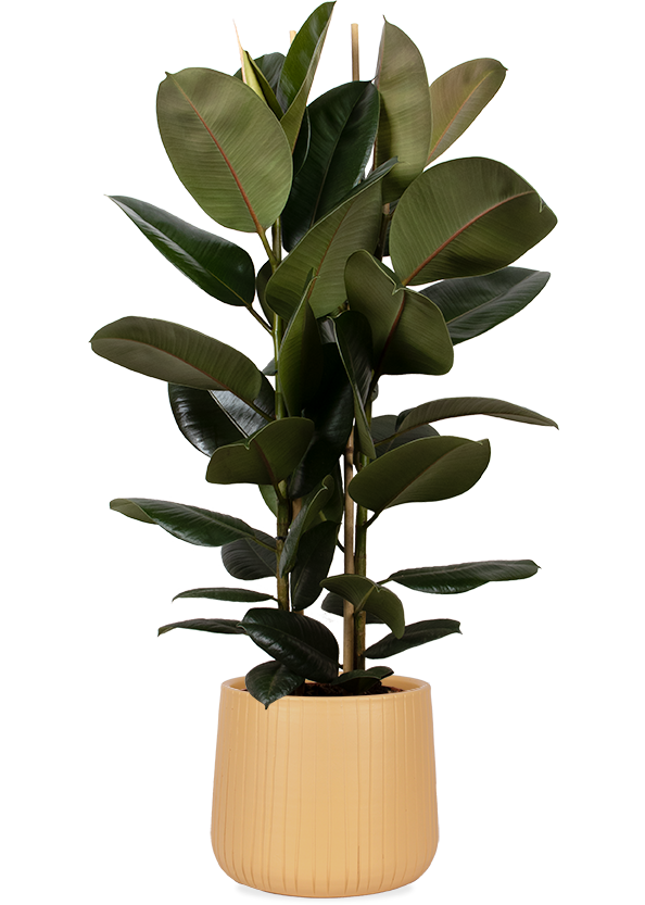 Ficus elastica (Gummibaum) (L) kaufen | Plantsome