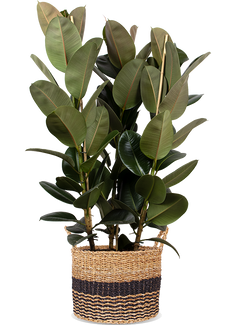 Ficus elastica (Gummibaum) (XL)